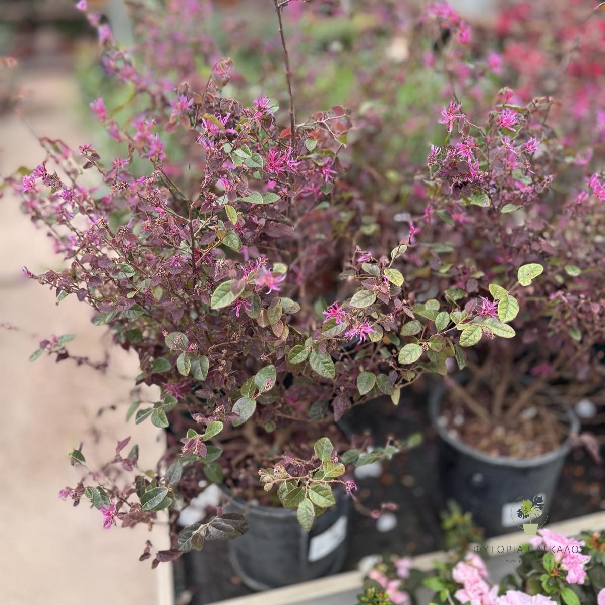 Λοροπέταλο (Loropetalum chinense) - 2